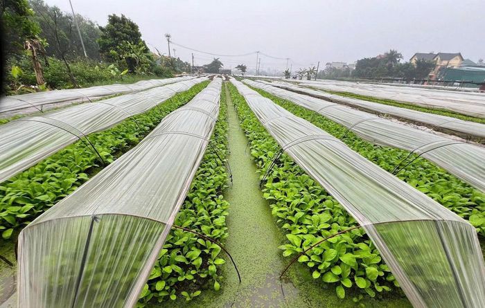 Không chỉ tăng cường thanh tra, kiểm tra, Hà Nội đang hướng tới nâng cao năng lực tự kiểm soát an toàn thực phẩm ngay tại các cơ sở sản xuất, sơ chế, chế biến nông, lâm, thủy sản. Ảnh: Thạch Thảo