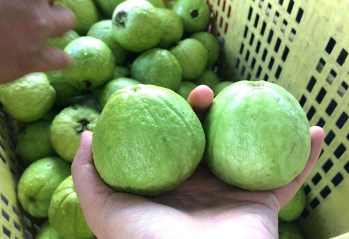Bạn nên hạn chế mua ổi có nhiều vết trầy xước