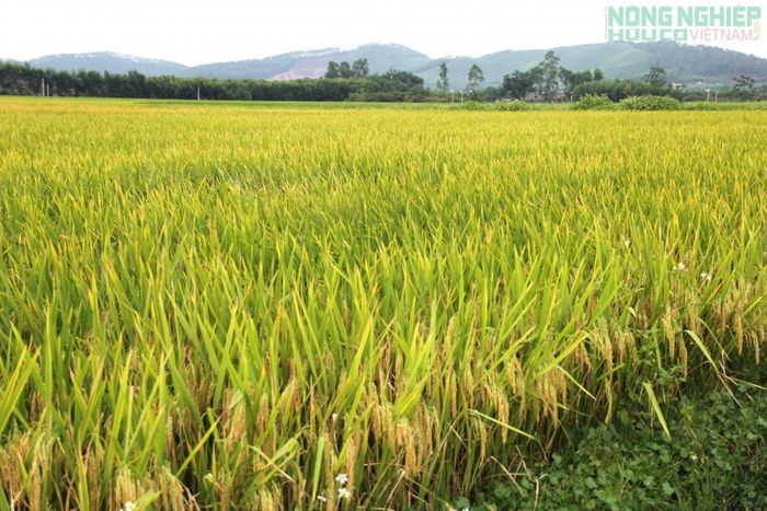 Hàng trăm ha lúa ở các địa phương Nghệ An đã được cấp mã số vùng trồng, hướng đến xây dựng vùng nguyên liệu sạch, phục vụ tiêu thụ nội địa và liên kết chuỗi.