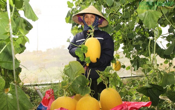 Những mô hình dưa lưới trong nhà màng được cấp cấp mã số vùng trồng để phục vụ truy xuất nguồn gốc và phân phối vào thị trường hiện đại.