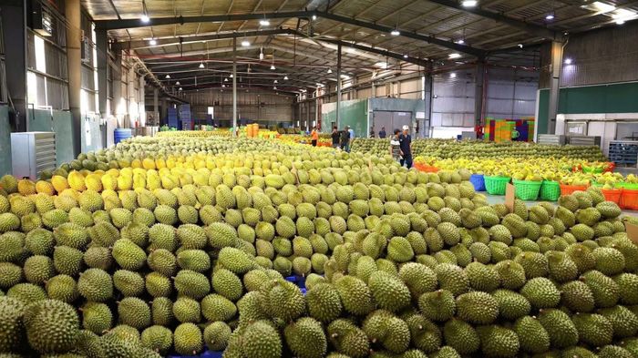 Doanh nghiệp thu mua sầu riêng tại vùng nguyên liệu có mã số nhằm bảo đảm truy xuất nguồn gốc và đáp ứng yêu cầu của thị trường nhập khẩu.