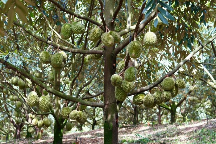 Việc cấp mã số vùng trồng theo định danh thửa đất được kỳ vọng giúp quản lý chính xác hơn và rút ngắn thời gian giải quyết hồ sơ.