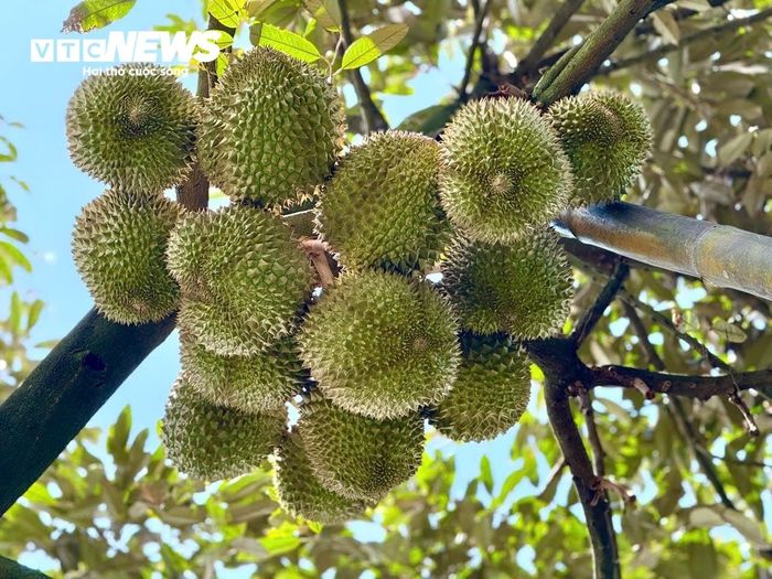 Người trồng sầu riêng được khuyến khích tuân thủ quy trình sản xuất an toàn, kiểm soát dư lượng thuốc bảo vệ thực vật để giữ vững mã số vùng trồng và uy tín hàng Việt.