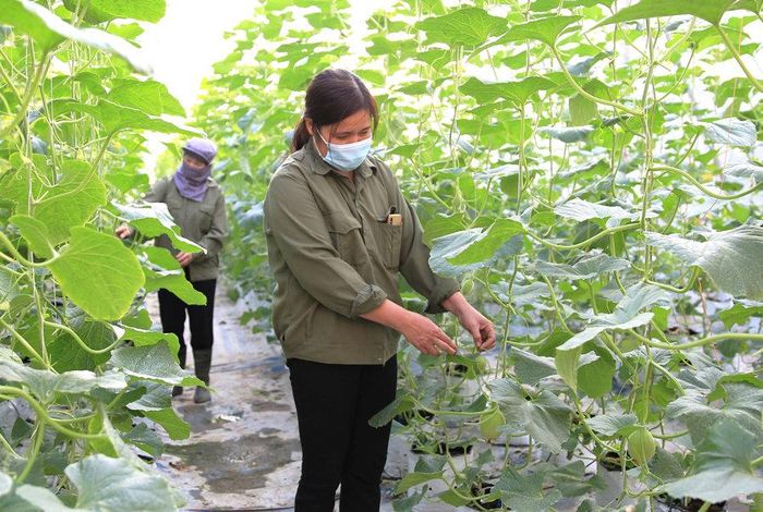 Chăm sóc dưa lưới tại Hợp tác xã Nông nghiệp công nghệ cao Đức Phát (xã Thanh Trì). Ảnh: Nguyễn Quang