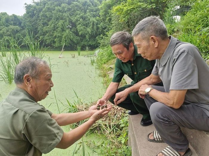 Mô hình nuôi ốc nhồi thương phẩm của cựu chiến binh Đồng Duy Hưng ở xã Phú Xuyên đang mở ra hướng đi mới trong phát triển kinh tế, thích ứng biến đổi khí hậu. Ảnh: PV