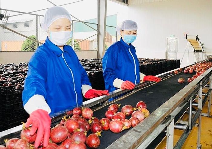 Cần có cơ chế khuyến khích để doanh nghiệp đầu tư mạnh mẽ hơn nữa vào công nghiệp chế biến sâu. Ảnh: Việt Linh