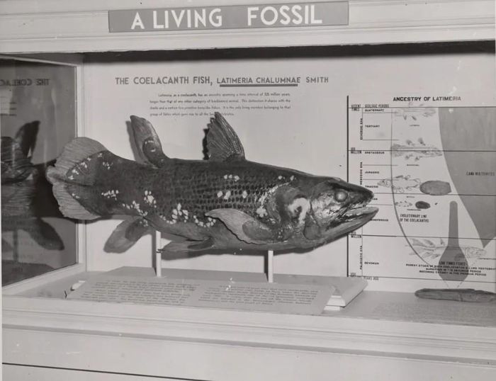 Mẫu vật sau đó được chuyển đến nữ giám tuyển bảo tàng Marjorie Courtenay-Latimer. (Ảnh: Smithsonian mag)