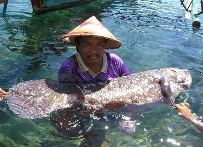 Một quần thể cá vây tay khác tiếp tục được phát hiện tại Indonesia và sau đó được xác định là một loài riêng mang tên Latimeria menadoensis. (Ảnh: NBC News)