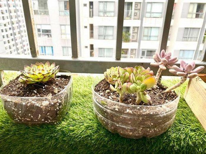 Còn ở bên ngoài, ban công căn hộ nhà Quỳnh Nga trồng nhiều sen đá...