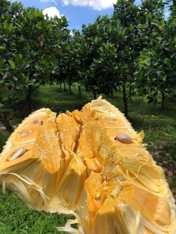 Nhờ lợi thế về diện tích canh tác lớn, sản lượng ổn định cùng nhu cầu tiêu thụ ngày càng mở rộng tại các thị trường quốc tế, mít được đánh giá có tiềm năng trở thành mặt hàng xuất khẩu tỷ USD trong tương lai.