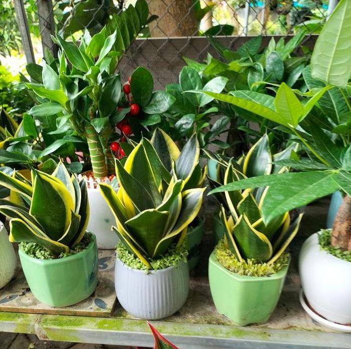 Cây lưỡi hổ dễ trồng, dễ chăm sóc. Ảnh Hà My