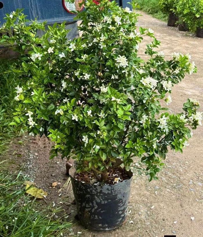Cây nguyệt quế không chỉ đẹp mà trong phong thủy được xem là loại cây giúp xua đi âm khí. Ảnh HM 