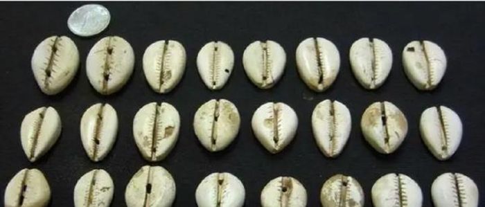 Bối tệ chính là hình thái tiền tệ nguyên thủy của Trung Quốc.
