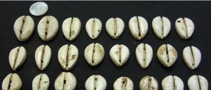 Bối tệ chính là hình thái tiền tệ nguyên thủy của Trung Quốc.