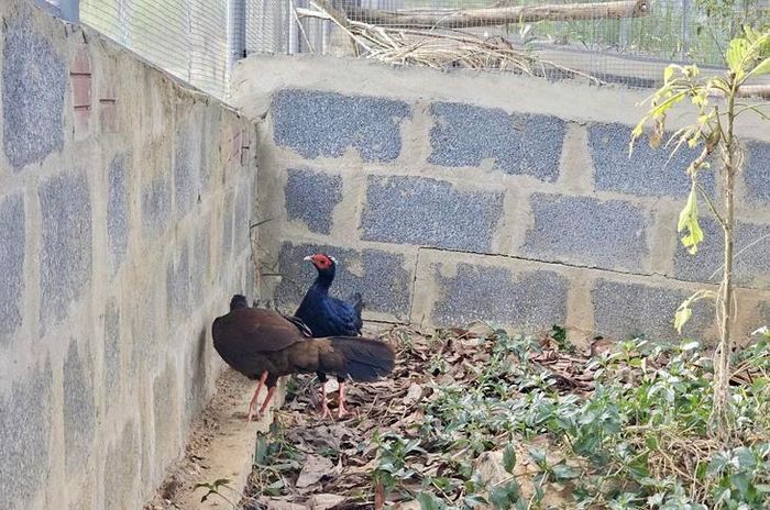 Một cặp gà lôi lam mào trắng trong môi trường nuôi nhốt tại Trung tâm nhân nuôi các loài trĩ quý hiếm. Ảnh: Viet Nature.