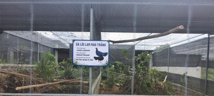 Gà lôi lam mào trắng có thể đã tuyệt chủng ngoài tự nhiên. Ảnh: Viet Nature.