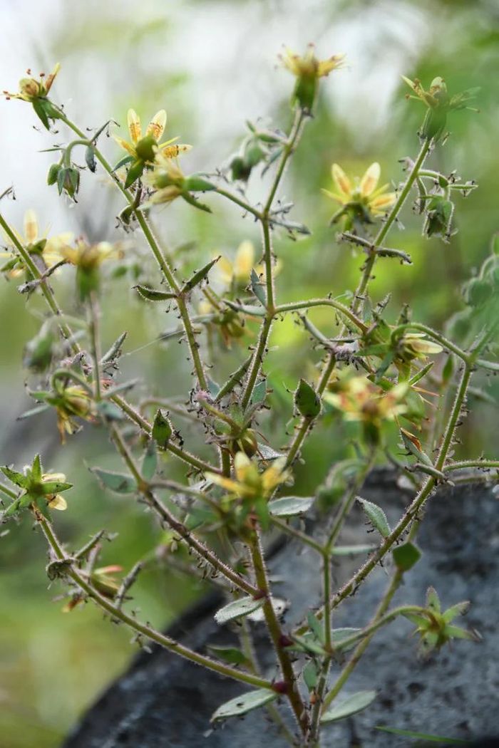 Loài Saxifraga candelabrum, phân bố ở vùng cao nguyên Thanh Hải - Tây Tạng và dãy núi Hoành Đoạn (Trung Quốc) được xác minh là một loài cây ăn thịt đích thực. Ảnh: Xin-Jian Zhang