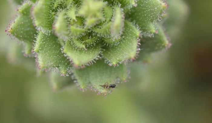 Một cây Saxifraga candelabrum trưởng thành có thể giữ chân trung bình hơn 70 con muỗi nhỏ cùng các loài bọ chét trên phần thân nhày. Ảnh: Xin-Jian Zhang