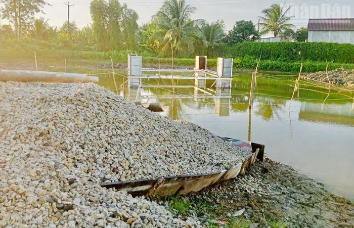 Nước xi-măng và nước bẩn gây ô nhiễm diện tích nuôi tôm của người dân, làm tôm thẻ nuôi bán công nghiệp bị chết. (Ảnh: TRỌNG DUY)