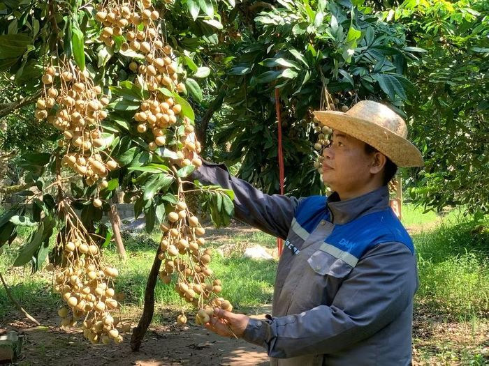 Nông dân xã Tân Hưng, tỉnh Hưng Yên trồng nhãn đường phèn cho thu nhập cao. (Ảnh: PHẠM HÀ)