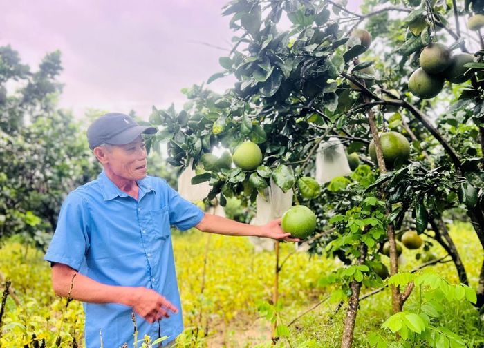 Các loại cây ăn quả đang được triển khai.