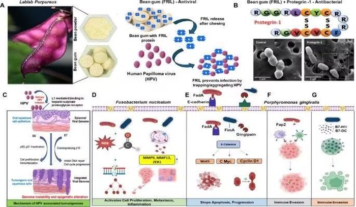 Cơ chế kháng virus của viên gôm đậu/kháng khuẩn protegrin-1 và HPV, Pg và Fn.