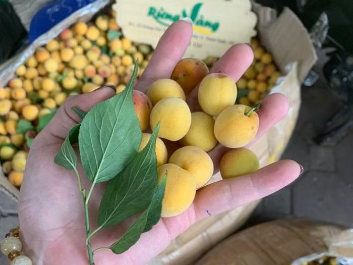 Giá bán mơ rừng dao động tùy thuộc vào thời điểm thu hoạch và chất lượng quả. (Ảnh: Rừng Vàng Tây Bắc)