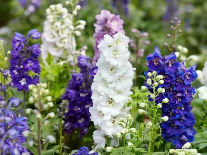 Cây sói độc (wolfsbane) và cây phi yến (larkspur) thuộc họ mao lương (Ranunculaceae) được mệnh danh là nữ hoàng độc dược.