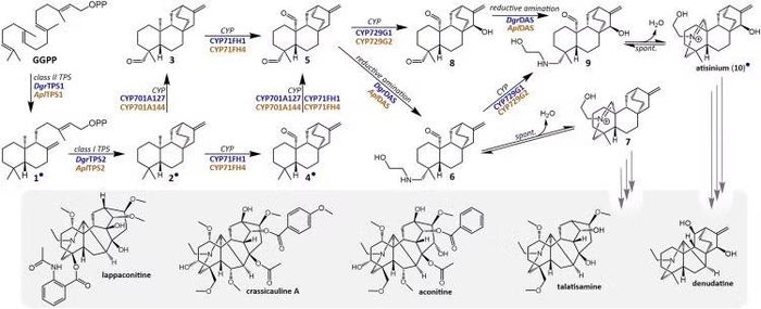 Sơ đồ đề xuất con đường sinh tổng hợp dẫn đến các ancaloit diterpenoid.