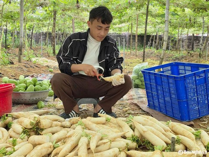 Vũ Văn Giáp sơ chế củ cải trước khi đưa vào quy trình chế biến nông sản sấy tại vùng nguyên liệu ở Nghệ An. Ảnh: Báo và Phát thanh, Truyền hình Nghệ An.