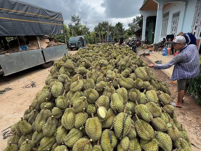 Nông dân Đắk Lắk thu hoạch sầu riêng niên vụ 2026