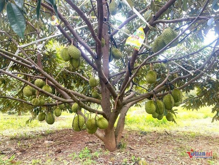 Vụ thu hoạch năm nay, sản lượng sầu riêng tại vườn của ông Sâm đạt khoảng 150-170 tấn, doanh thu dự kiến gần chục tỷ đồng. Ảnh: Trần Hoàn