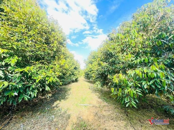 Vườn sầu riêng của ông Sâm hiện có hơn 1.600 cây sinh trưởng ổn định. Ảnh: Trần Hoàn