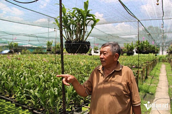 Do nhiều nguyên nhân, doanh thu từ vườn lan của ông Thọ có phần sụt giảm so với trước đây nhưng hiện vẫn đạt hơn 1 tỷ đồng/năm. Ảnh: Hà Nguyễn