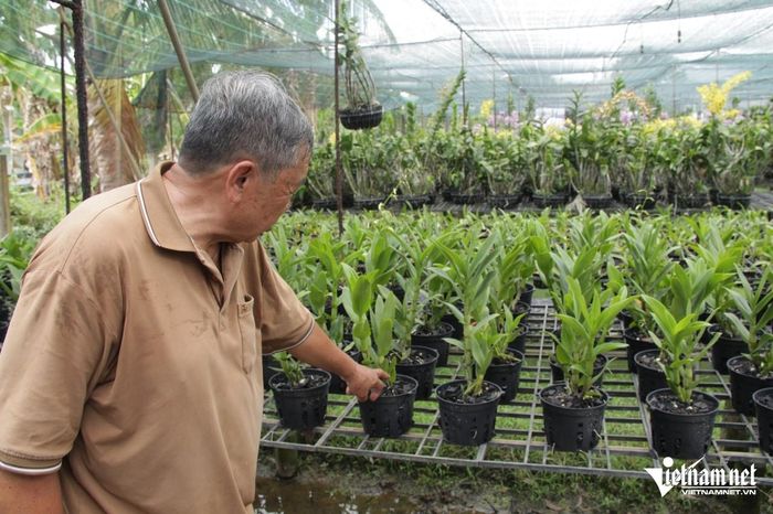 Ông Thọ nói mình thấu hiểu, chăm sóc các giò phong lan như đối với người thân, con cháu. Ảnh: Hà Nguyễn