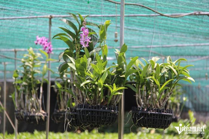 Hiện nay, vườn lan của ông Thọ được áp dụng khoa học công nghệ như: hệ thống tưới phun sương, tưới tự động. Ảnh: Hà Nguyễn