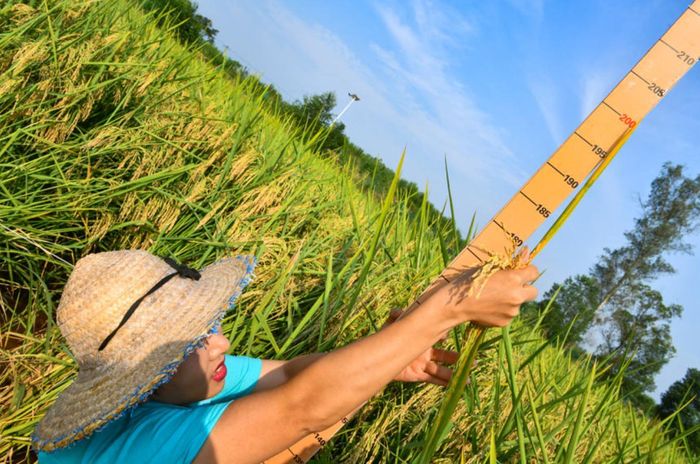 "Cánh rừng lúa" cao 2m ở Trùng Khánh (Trung Quốc) đã cho thu hoạch vụ đầu tiên, hứa hẹn năng suất vượt trội gấp 1,8 lần lúa thường. Ảnh: People’s Daily
