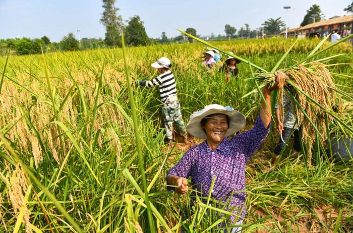 Những bông lúa nặng trĩu trên thân cây cao hơn 2m được nông dân Trùng Khánh (Trung Quốc) thu hoạch, đánh dấu thành công của giống lúa đột phá trong mơ. Ảnh: People’s Daily