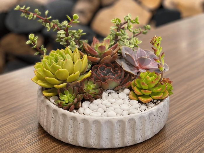 Mùa mưa tiềm ẩn nhiều rủi ro cho sen đá, nếu không cẩn thận, cây rất dễ bị úng, thối rễ và chết.