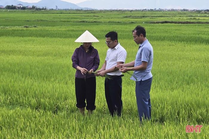 Lãnh đạo xã Kỳ Khang kiểm tra mô hình trồng lúa kết hợp nuôi rươi theo hướng hữu cơ tại thôn Phú Giang.