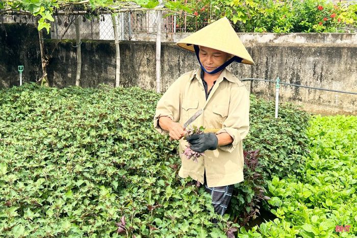 Tía tô là một trong những loại rau gia vị được người tiêu dùng ưa chuộng vào dịp nắng nóng.