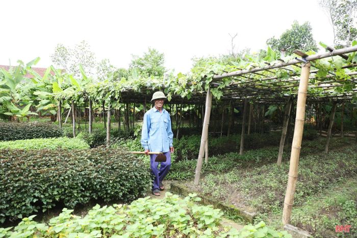 Người dân nơi đây luôn cần cù chịu khó nên trong khu vườn luôn có các loại rau quả.