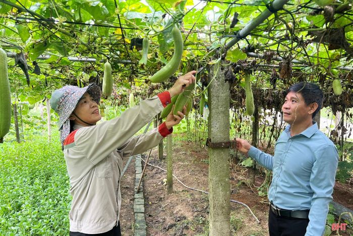 Bình quân mỗi ngày, gia đình chị Phùng Thị Hồng thu về từ 300.000 - 400.000 đồng từ các loại rau.