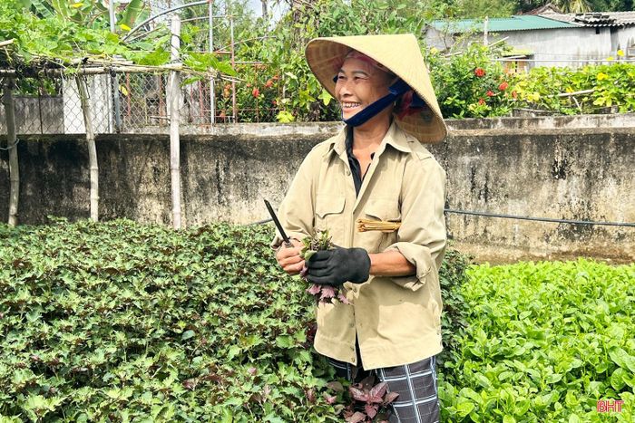 Bà Phạm Thị Lý có thu nhập thường xuyên nhờ bán các loại rau gia vị.