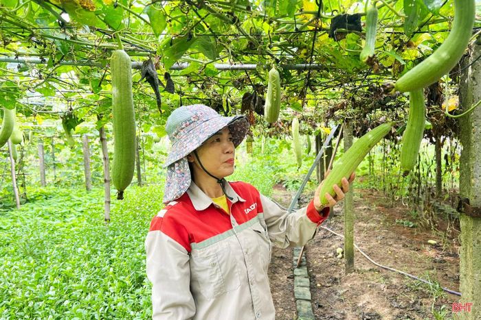 Phía trên giàn là các loại cây như bầu, bí, mướp; phía dưới giàn là các loại rau gia vị.