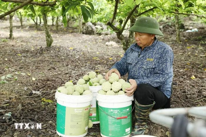 Ông Nguyễn Đình Quý, thôn Đụn, xã Phú Long, tỉnh Ninh Bình thu hoạch na chính vụ. (Ảnh: Đức Phương/TTXVN)