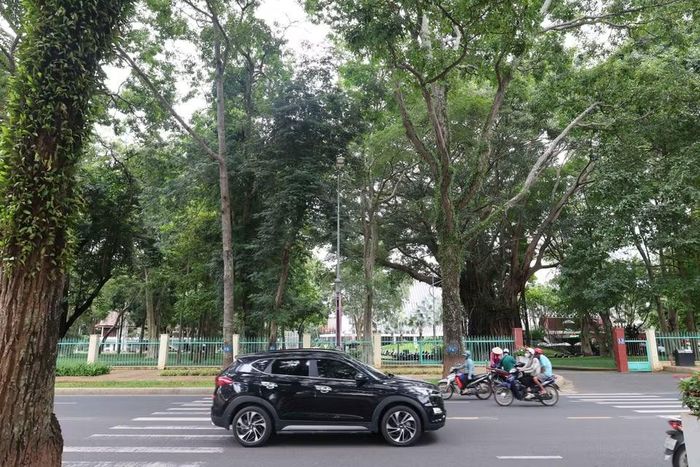 Cây xanh cổ thụ tạo nên những cánh "rừng trong phố" kết nối với những công trình kiến trúc có chi tiết mang hơi hướng kiến trúc nhà sàn, nhà dài Tây Nguyên đã tạo nên bản sắc độc đáo của đô thị Buôn Ma Thuột. (Ảnh: Kha Phạm/TTXVN)