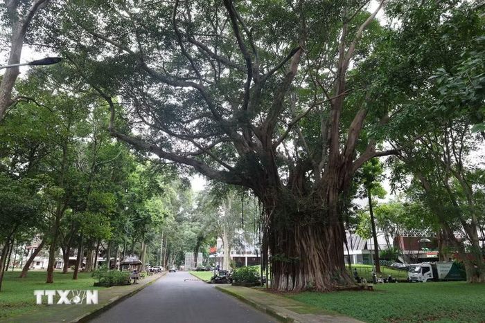 Cây đa cổ thụ trong khuôn viên Bảo tàng Đắk Lắk. (Ảnh: Kha Phạm/TTXVN)