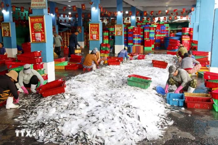  Năm nay nguồn lợi cá nục xuất hiện khá dày, giúp nhiều tàu cá đạt sản lượng khai thác cao. (Ảnh: Hồng Hiếu/TTXVN) 