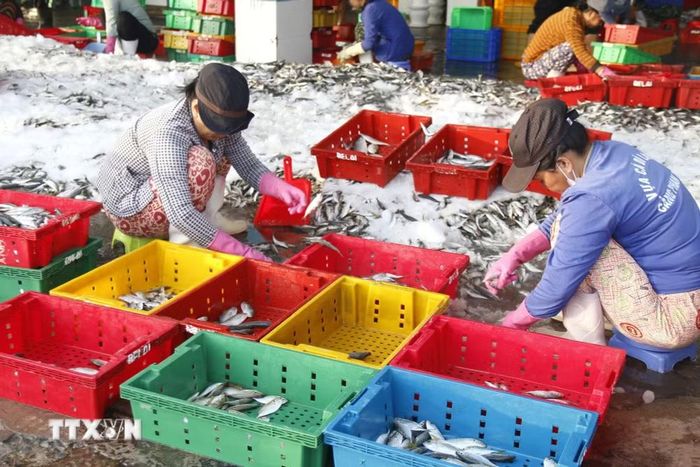 Phân loại cá để giữ đông sau khi cập cảng. (Ảnh: Hồng Hiếu/TTXVN)
